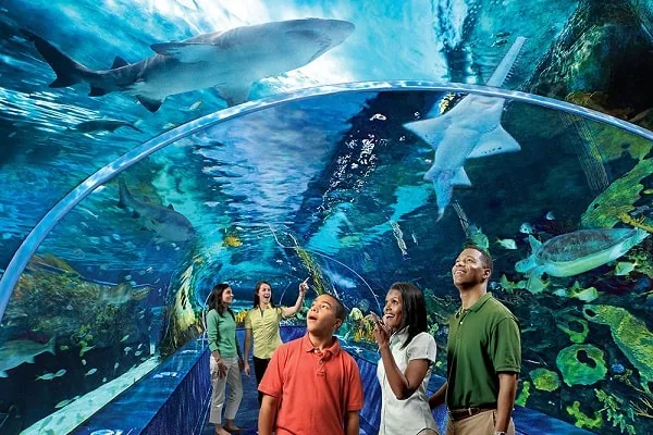 Ripley’s Aquarium of the Smokies